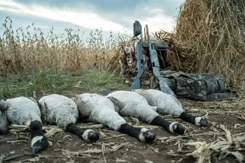 Winchester SXP with geese